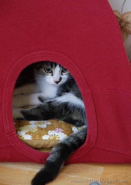 Turn an old shirt into a cozy tent for your cat.