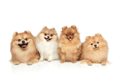Four Pomeranians Small inside pets need leashes and collars, too!